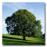 Green Oak